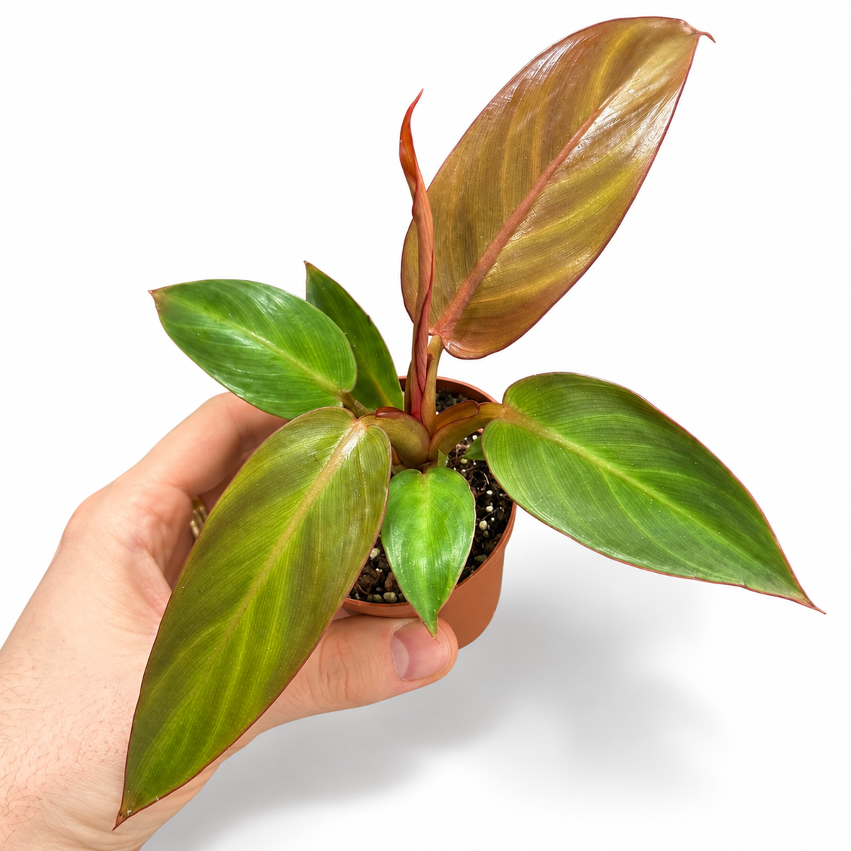 Mini plants Bundle - 6cm Plants