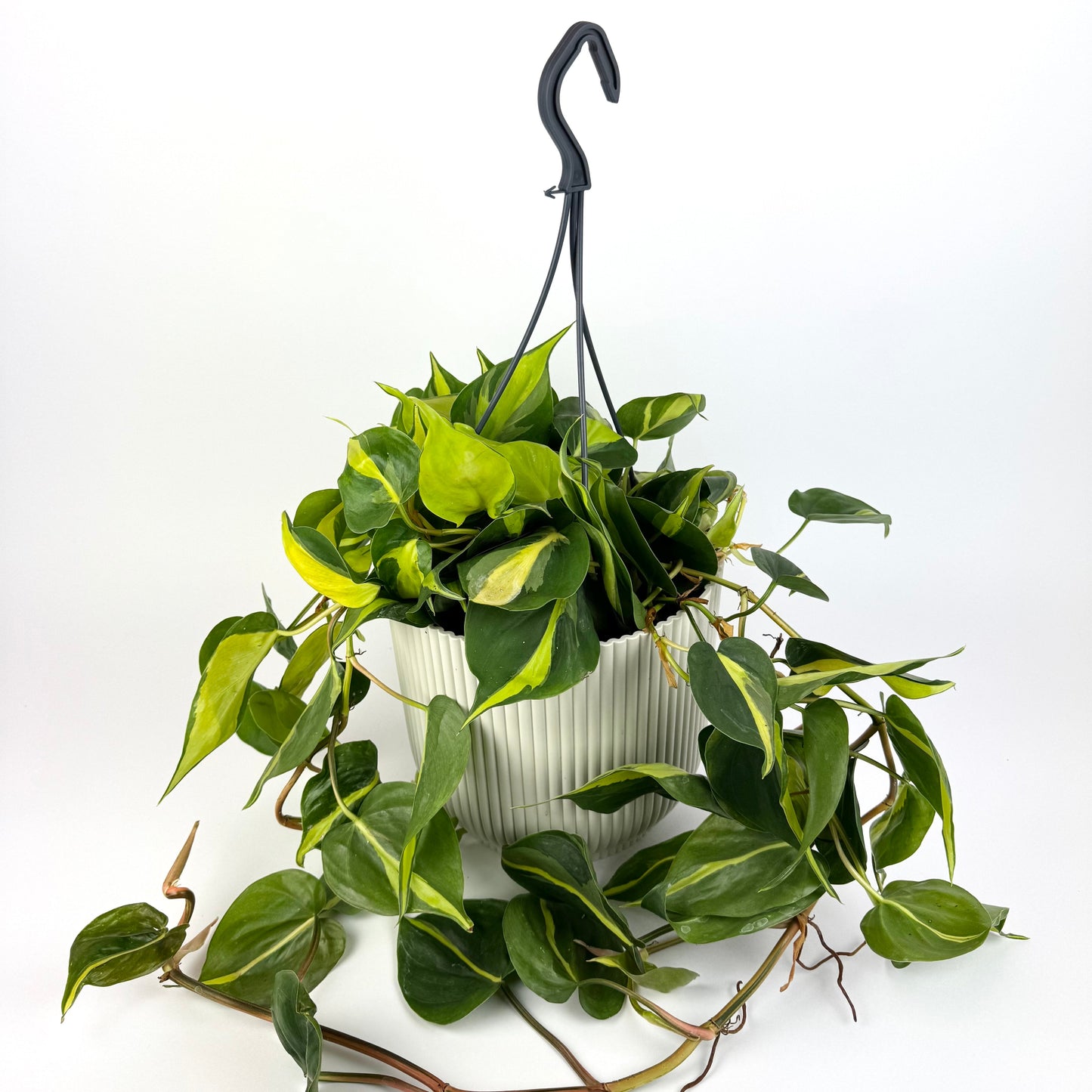 Philodendron Brazil 17cm Houseplant