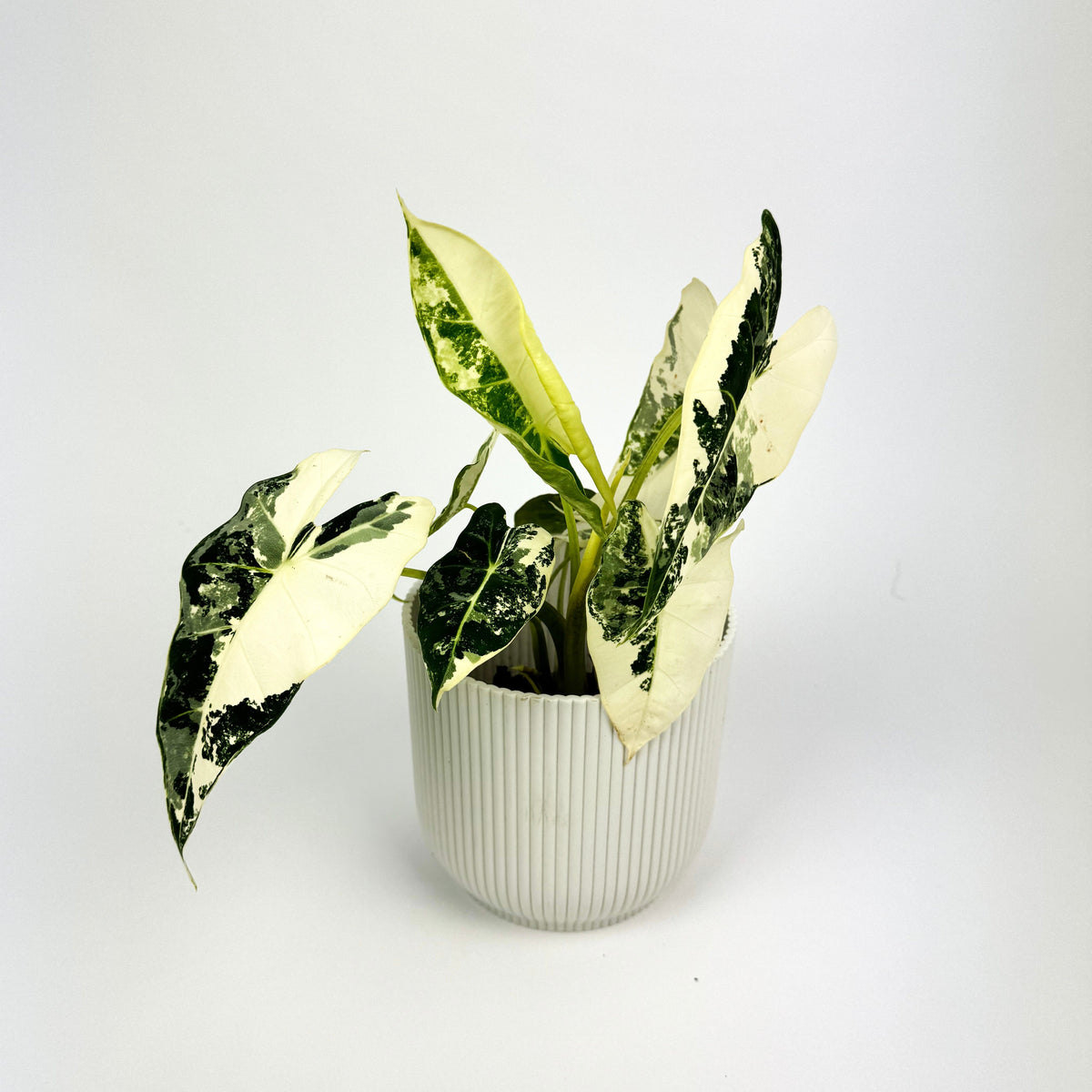 Alocasia frydek 9cm Houseplant