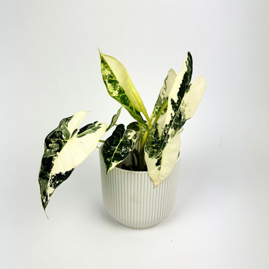 Alocasia frydek variegata 10.5cm Houseplant