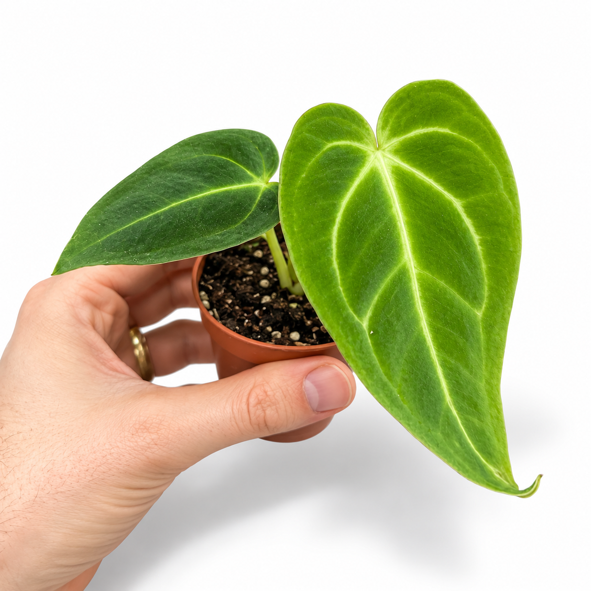 Mini plants Bundle - 6cm Plants