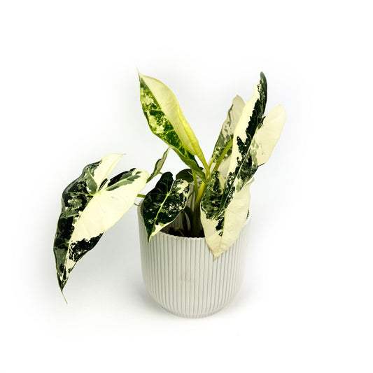 Alocasia Frydek Variegata