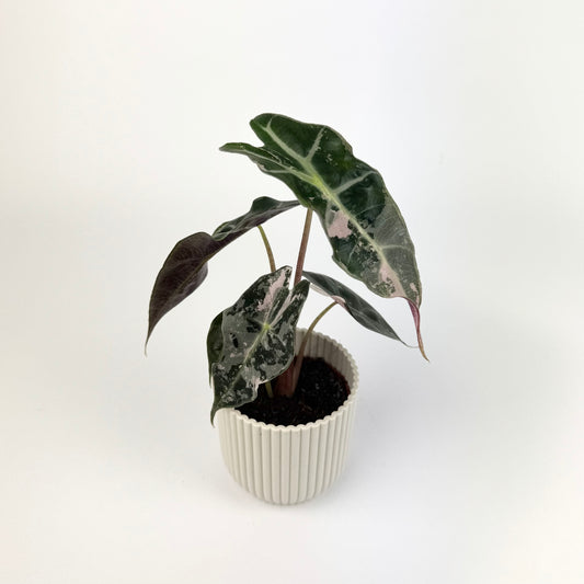 Alocasia Amazonica Polly Variegated