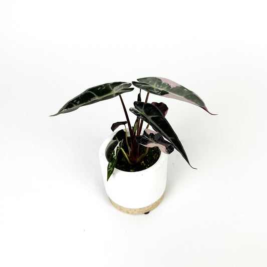 Alocasia Bambino Pink