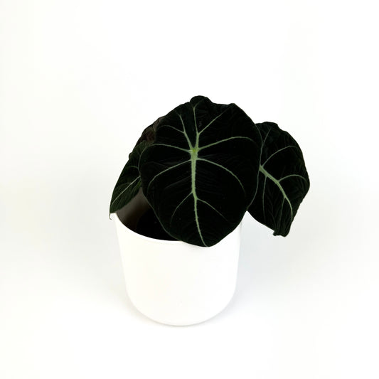 Alocasia Black Velvet
