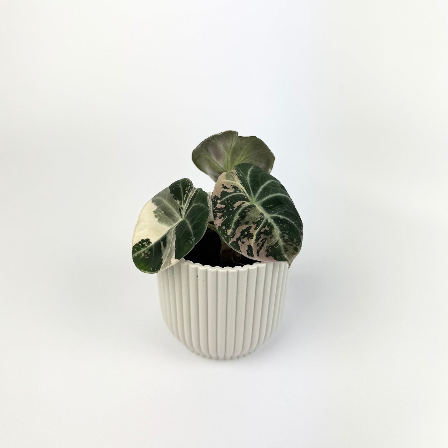 Alocasia Black Velvet Pink