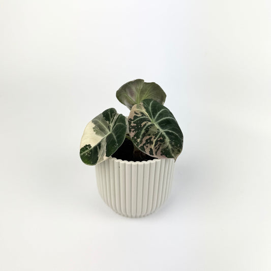 Alocasia Black Velvet Pink
