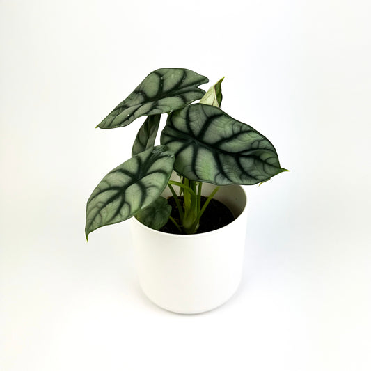 Alocasia Silver Dragon