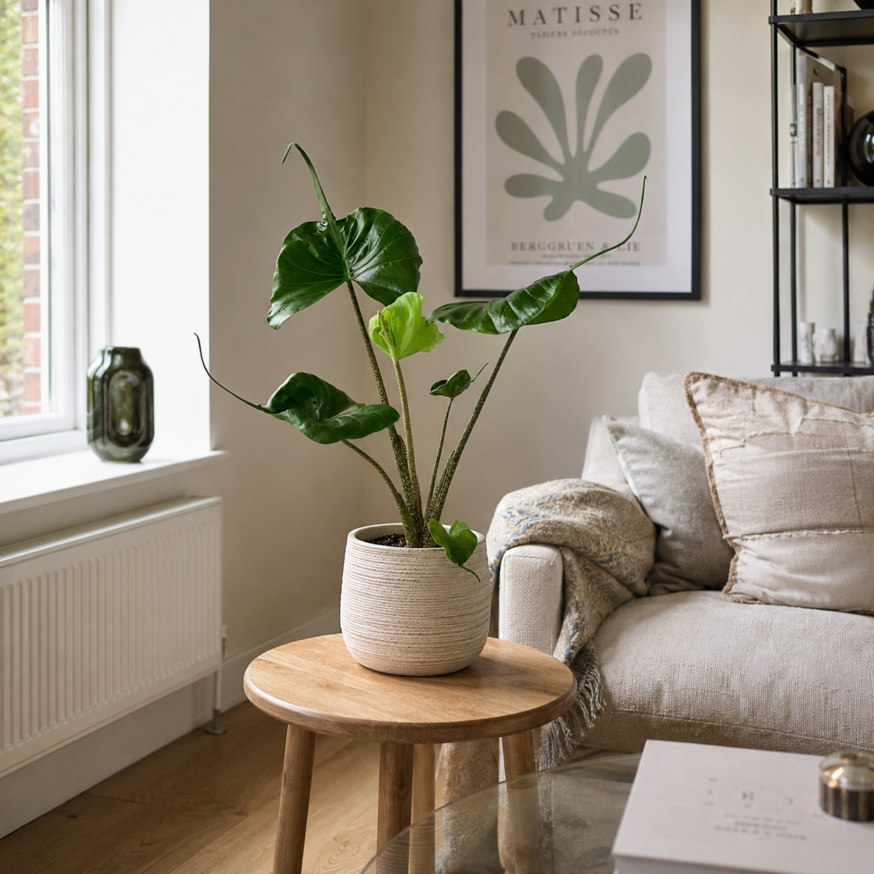 Alocasia Stingray 17cm Houseplant