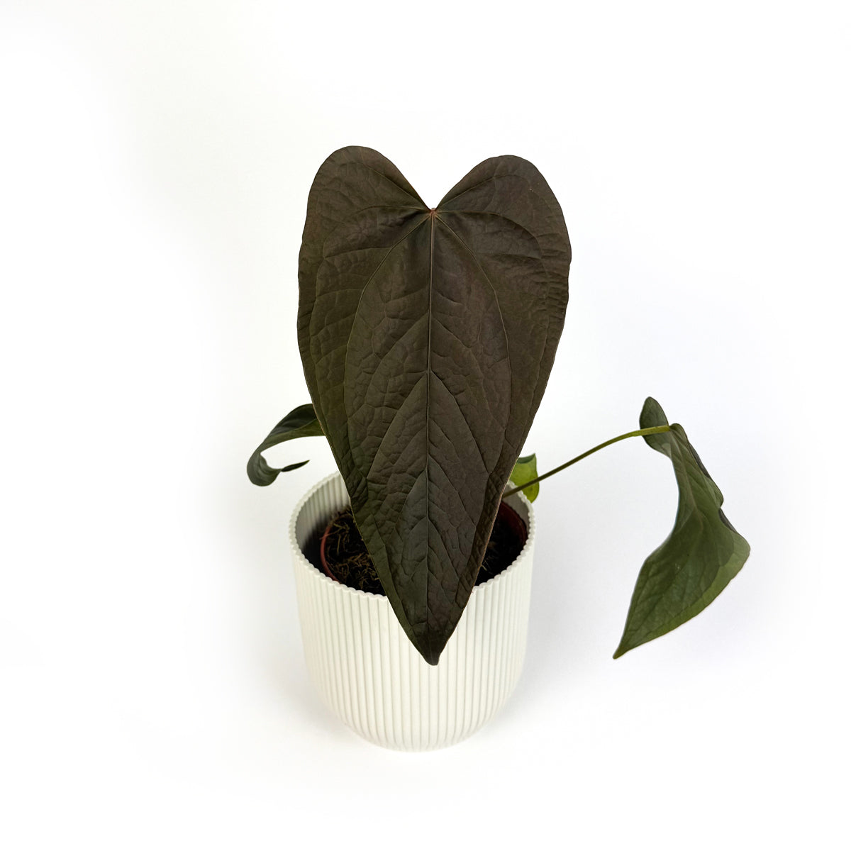 Anthurium Queen Of Hearts