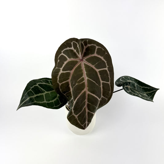 Anthurium Docblock Michelle