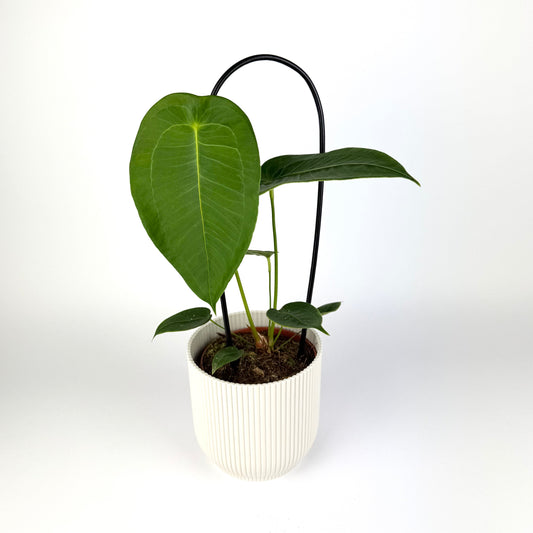 Anthurium Peltigerum