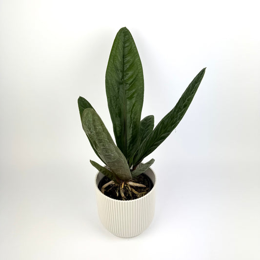 Anthurium Superbum