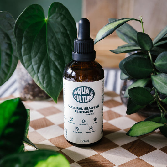 Seaweed Plant Serum - 100ml