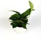 Monstera Sp. 'Peru' 14cm Houseplant