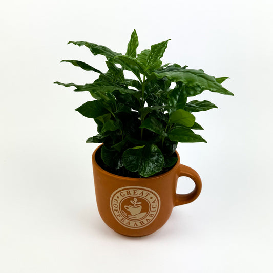 Coffee Plant 12cm Houseplant