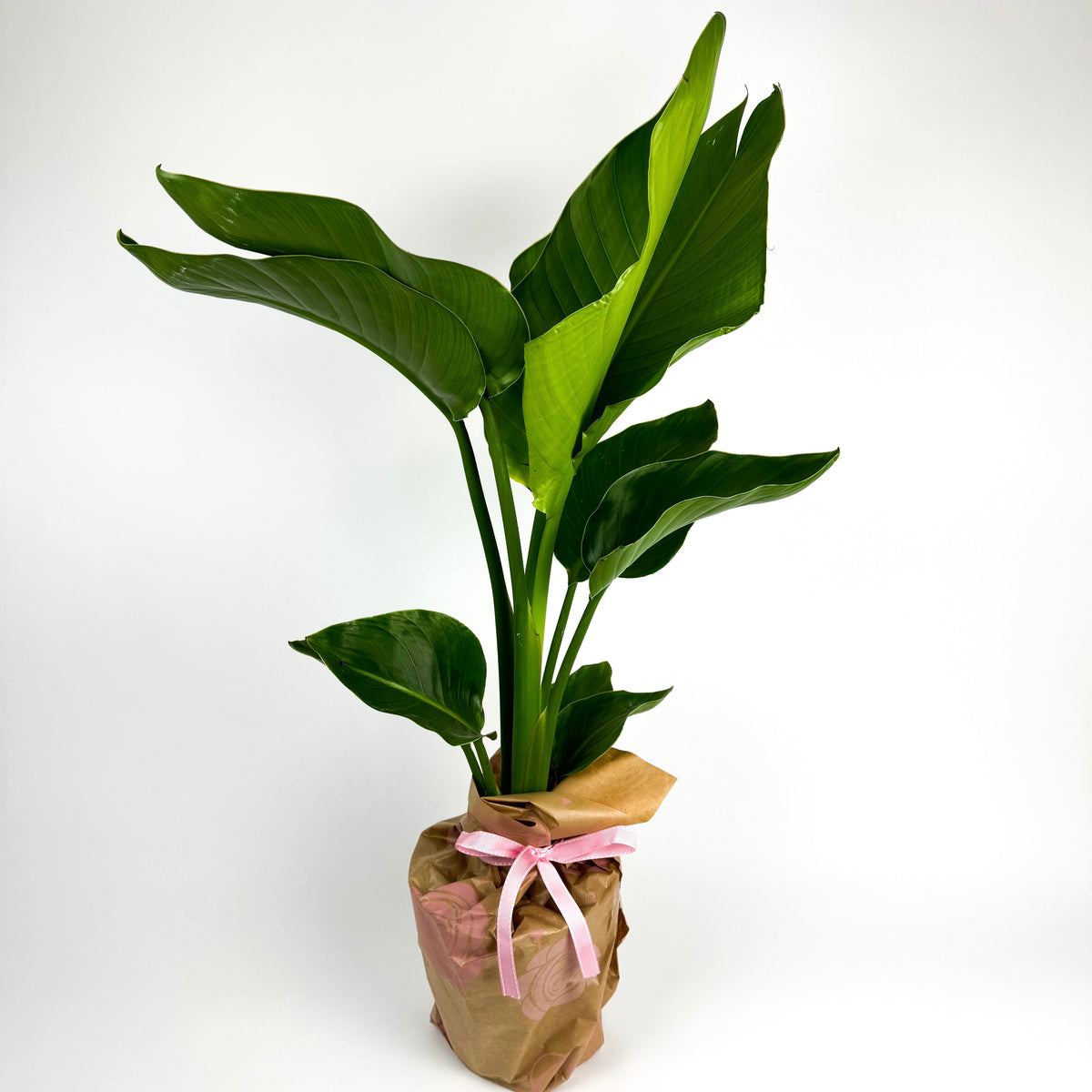 Large Bird Of Paradise 17cm Houseplant