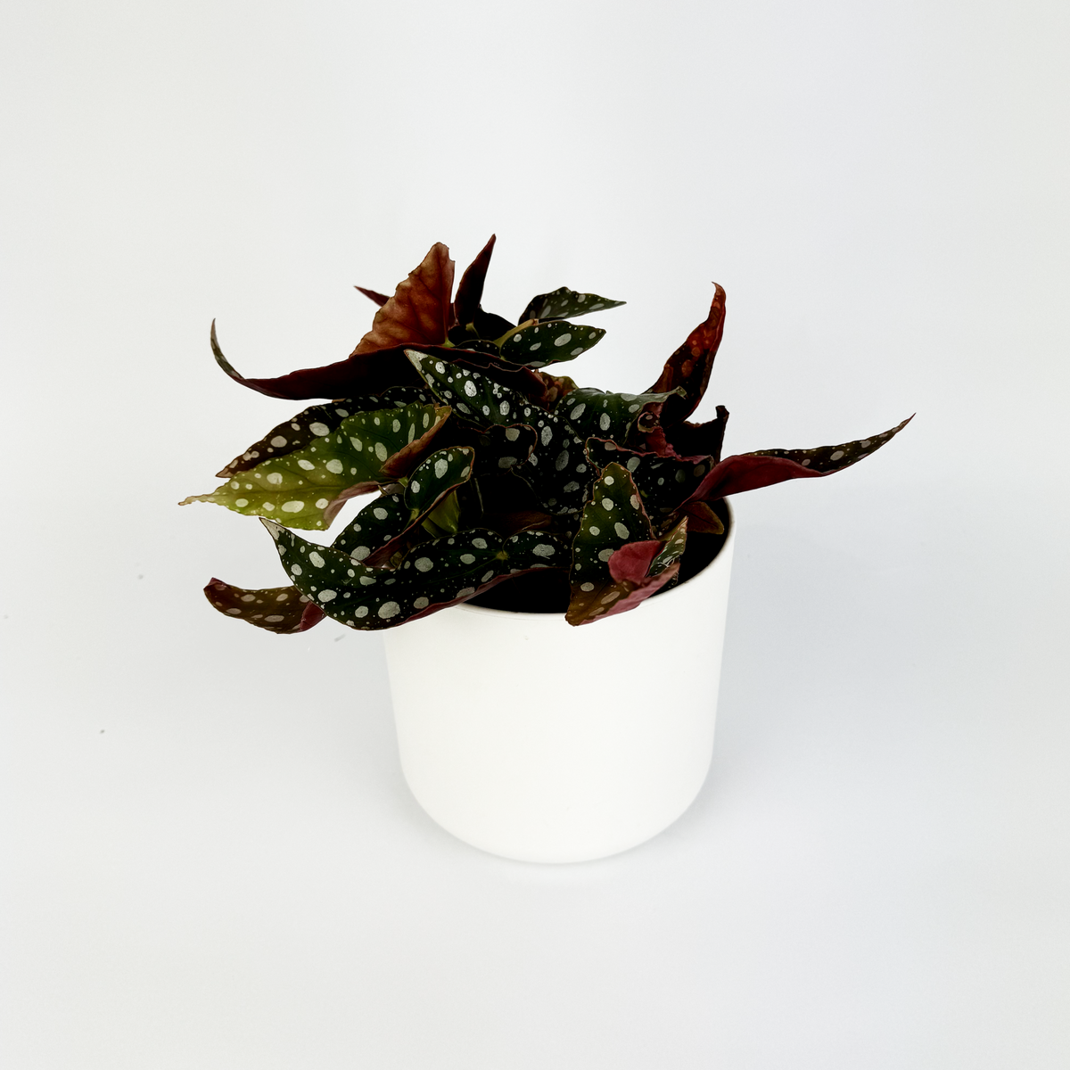 Begonia Maculata 12cm Houseplant