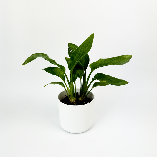 Bird Of Paradise 12cm Houseplant