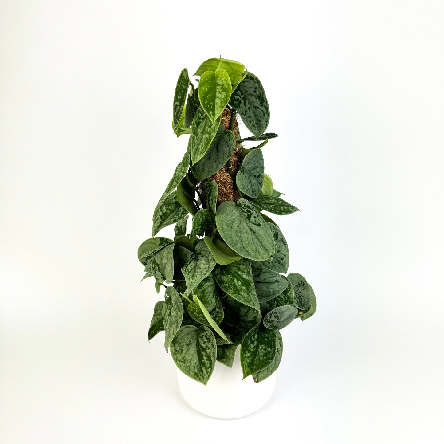 Scindapus Silvery Ann 15cm Houseplant