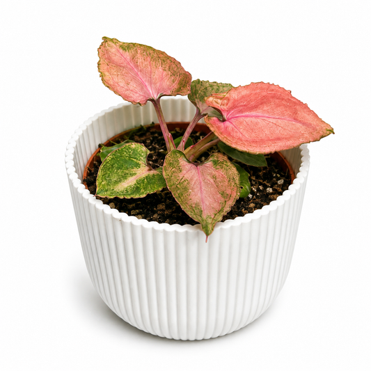 Syngonium Pink perfection 8cm Houseplant