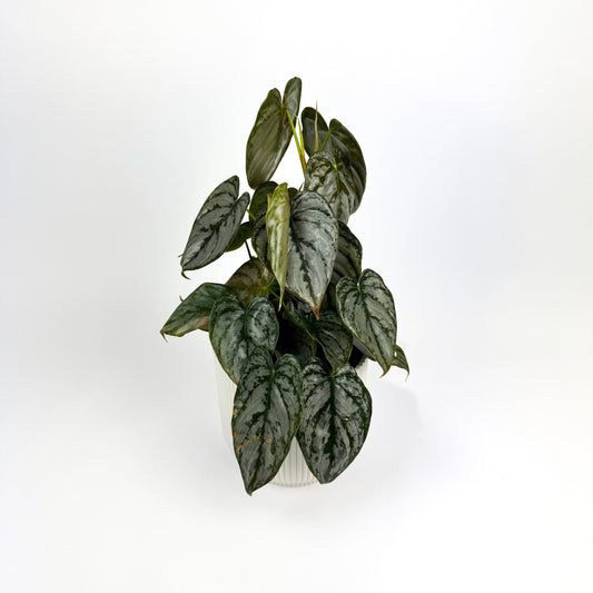 Philodendron Brandtianum 12cm Houseplant