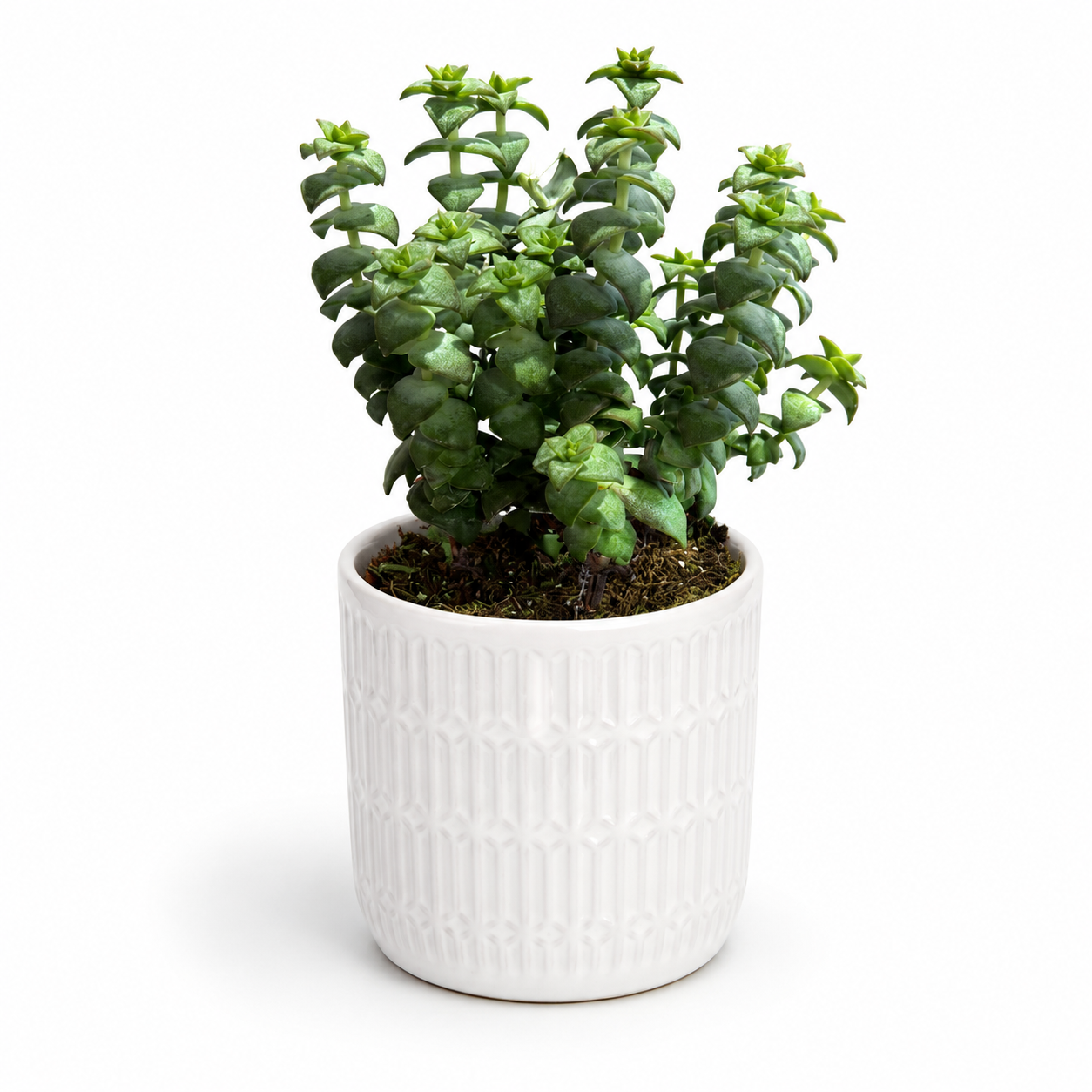 Crassula Perforata 12cm Houseplant