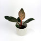 Philodendron Pink Bikini 12cm Houseplant