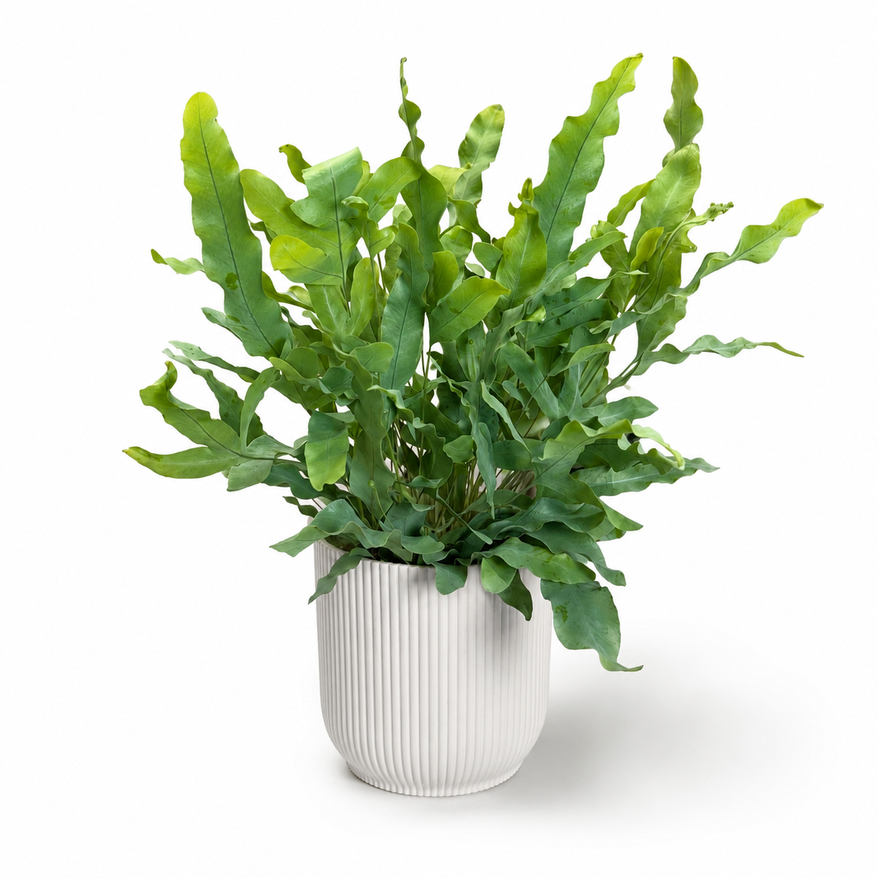 Blue Star Fern 12cm Houseplant