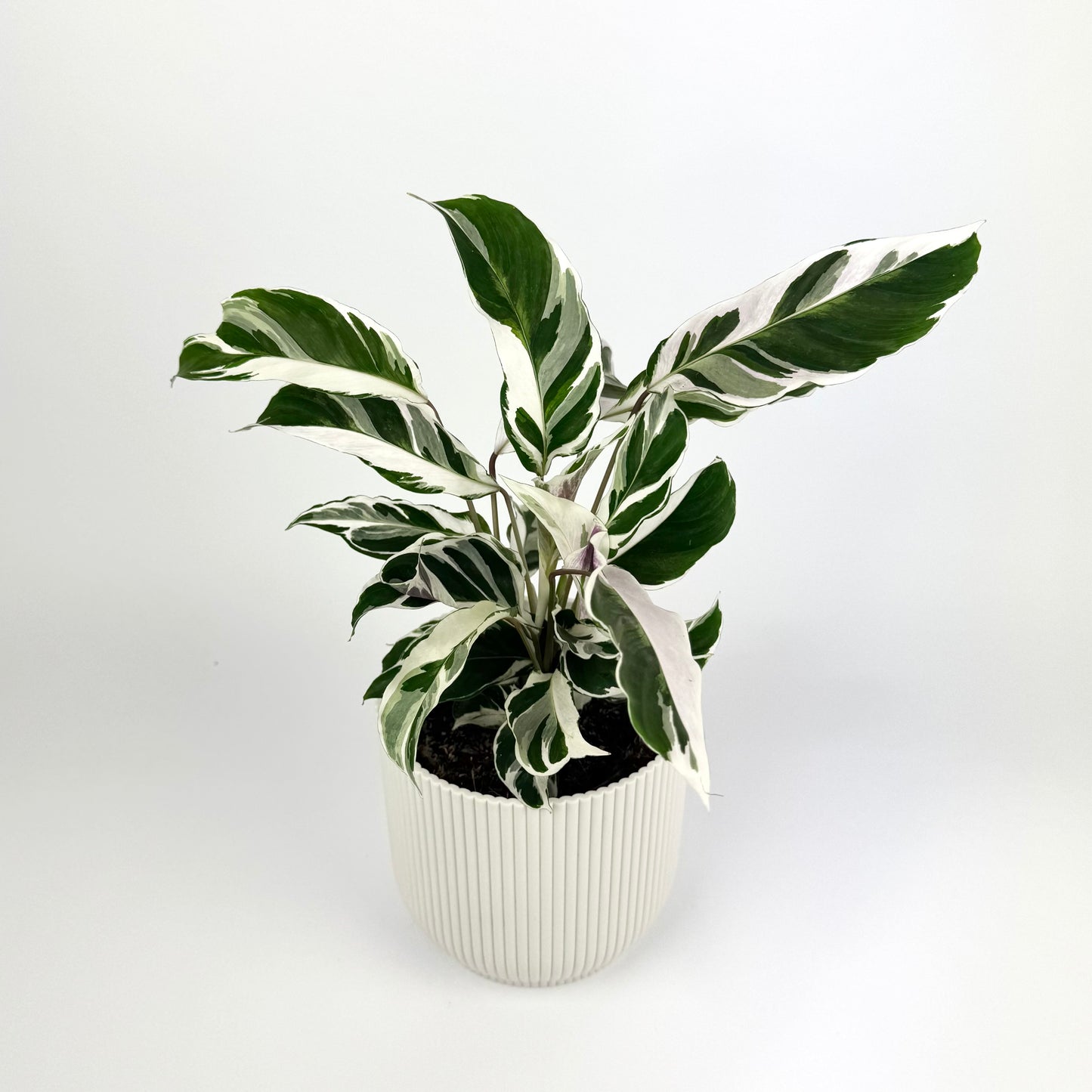 Calathea White Fusion