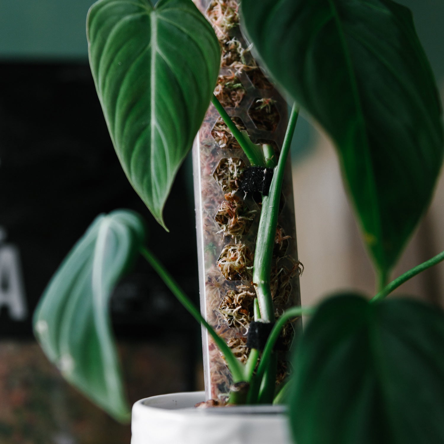 flat moss pole Moss Poles – Soil Ninja