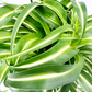 Curly Spider Indoor 12cm Houseplant