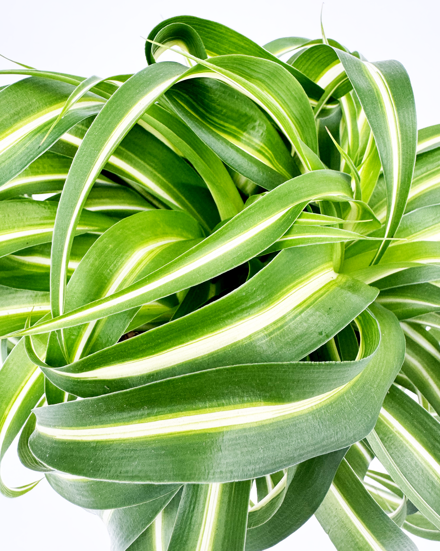 Curly Spider Indoor 12cm Houseplant
