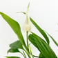 Peace Lily 13cm Houseplant