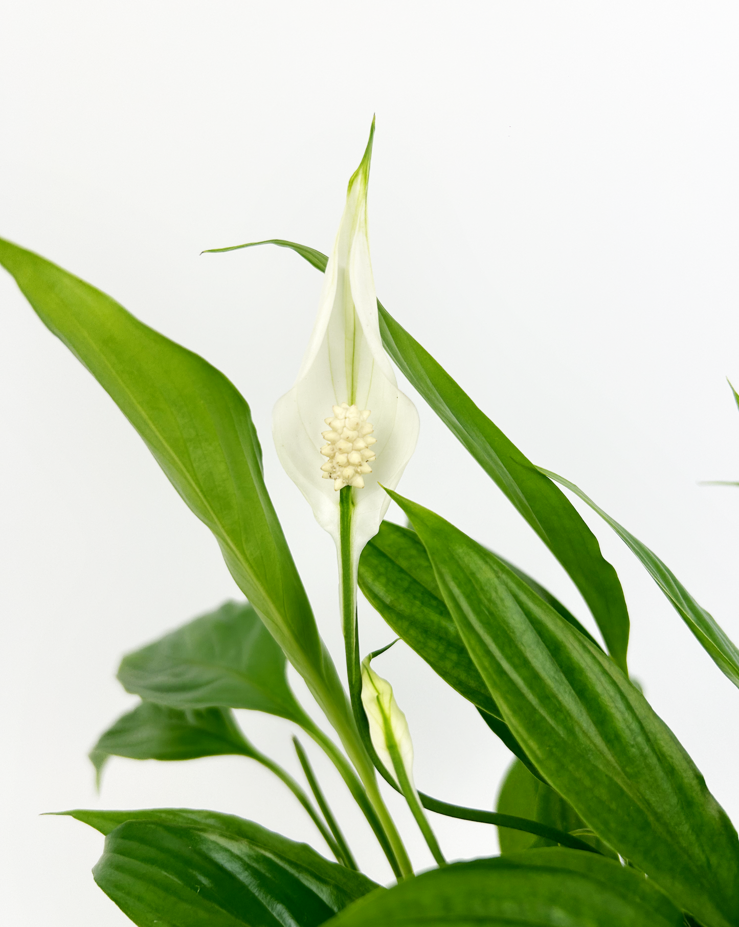 Peace Lily 13cm Houseplant
