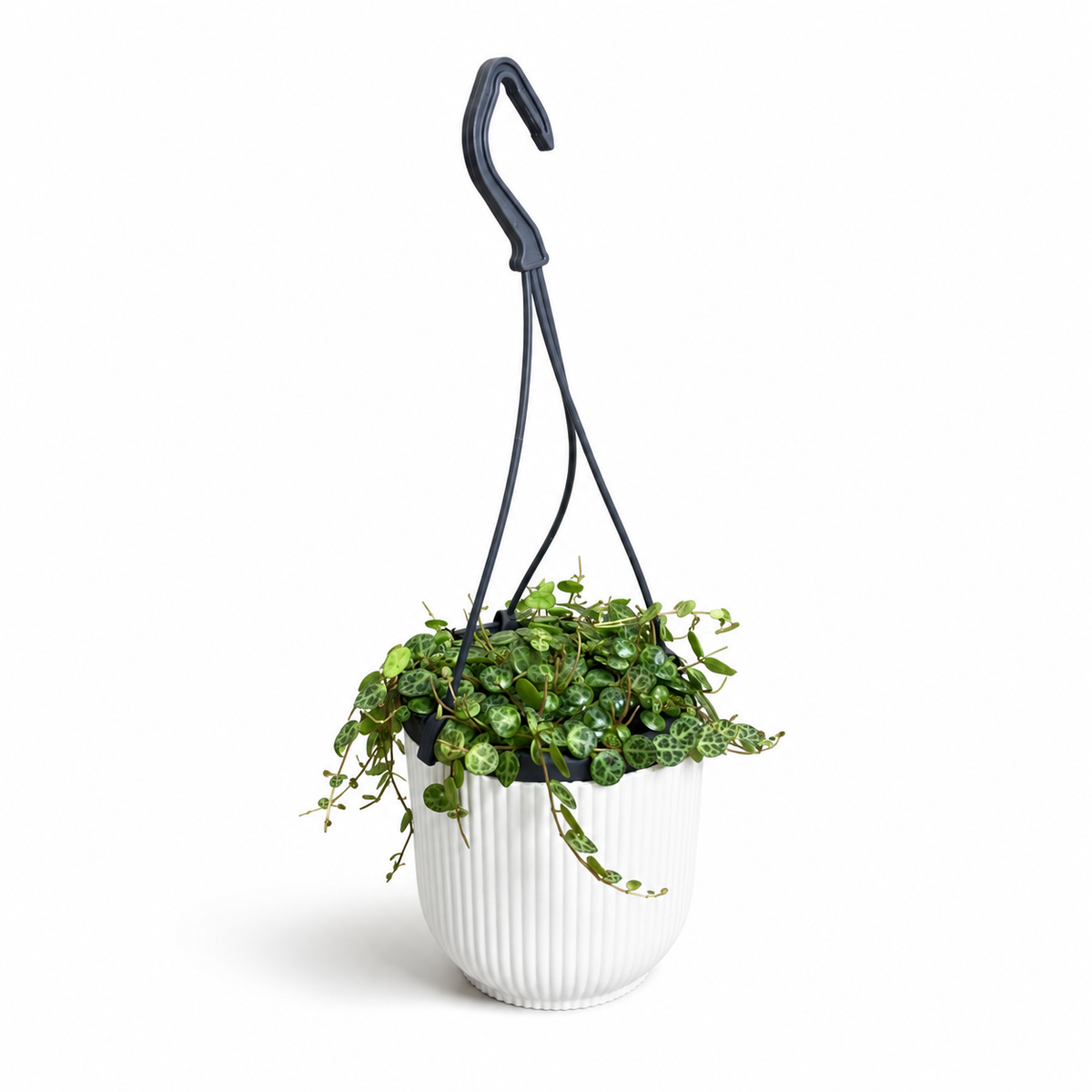 String Of Turtles 10.5cm Houseplant