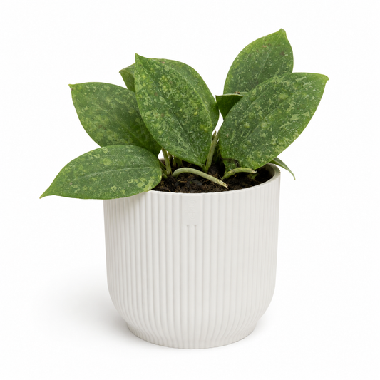 Hoya Rangsang 12cm Houseplant
