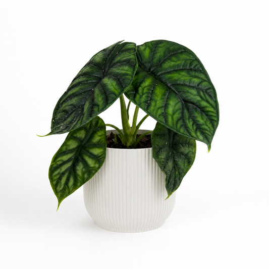 Alocasia Dragonscale 12cm Houseplant