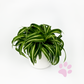 Curly Spider Indoor 12cm Houseplant