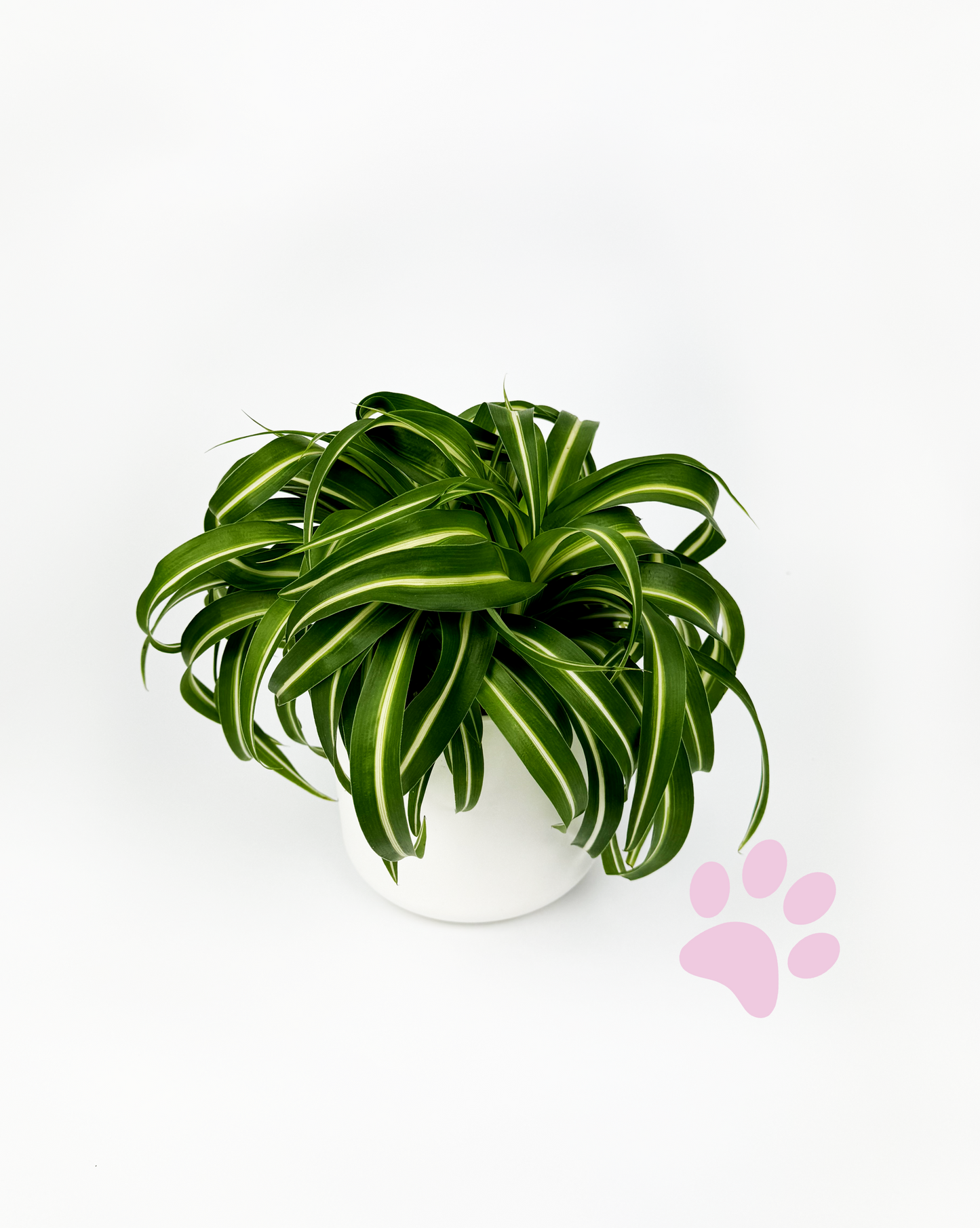 Curly Spider Indoor 12cm Houseplant
