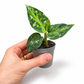 Mini plants Bundle - 6cm Plants