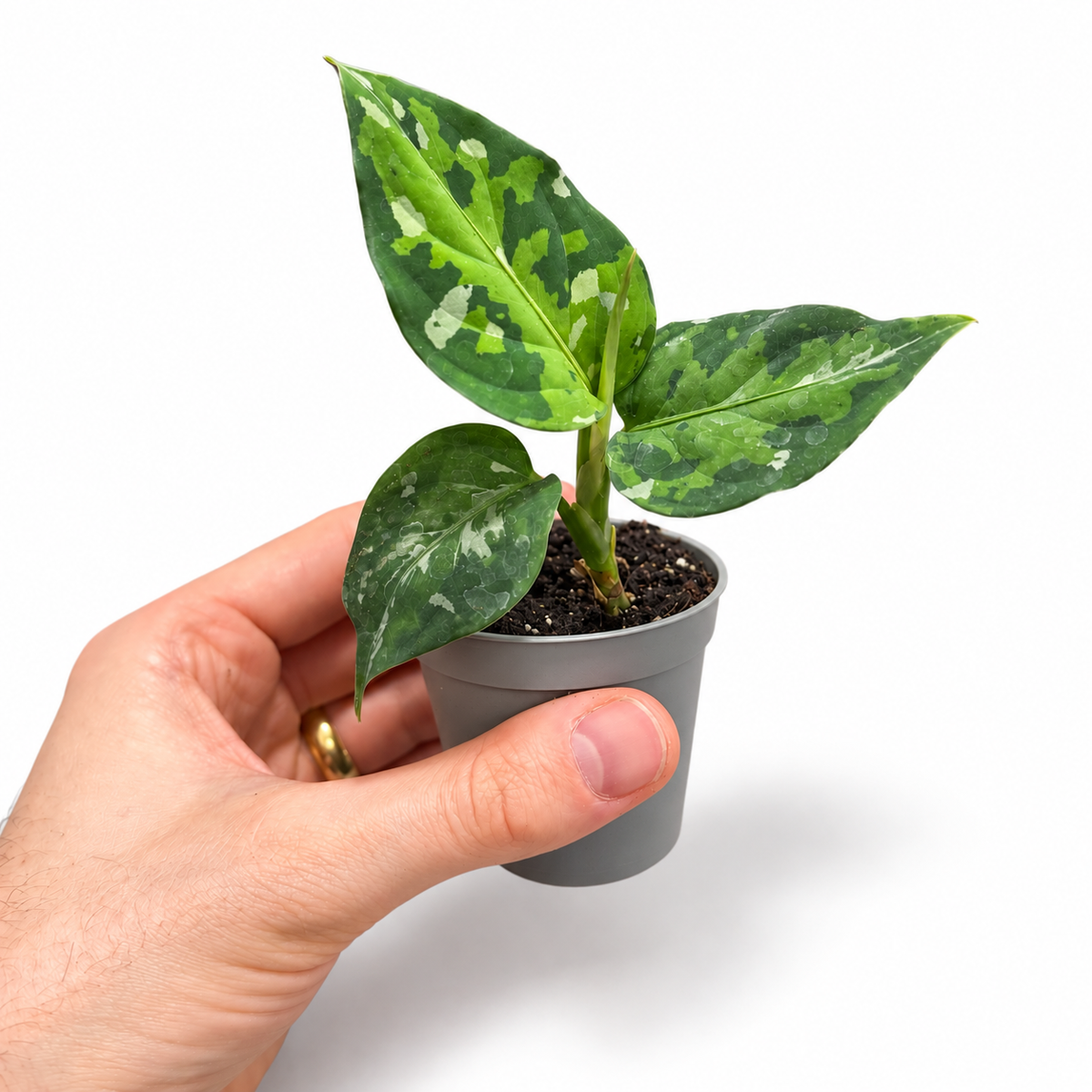 Mini plants Bundle - 6cm Plants