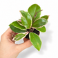 Mini plants Bundle - 6cm Plants