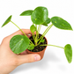 Mini plants Bundle - 6cm Plants