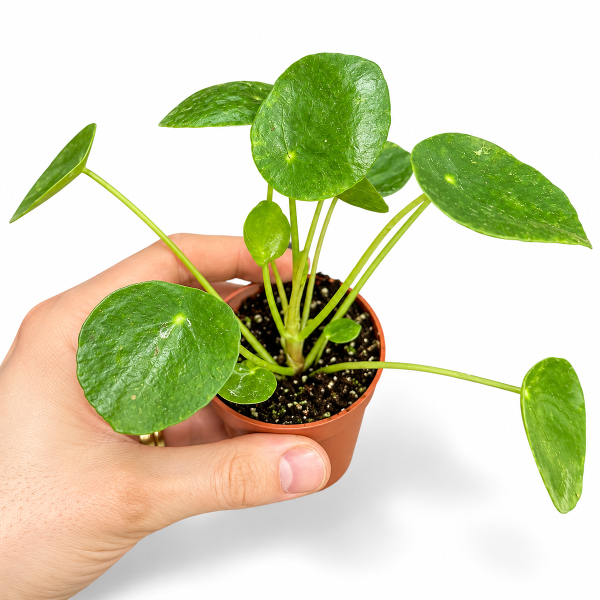 Mini plants Bundle - 6cm Plants