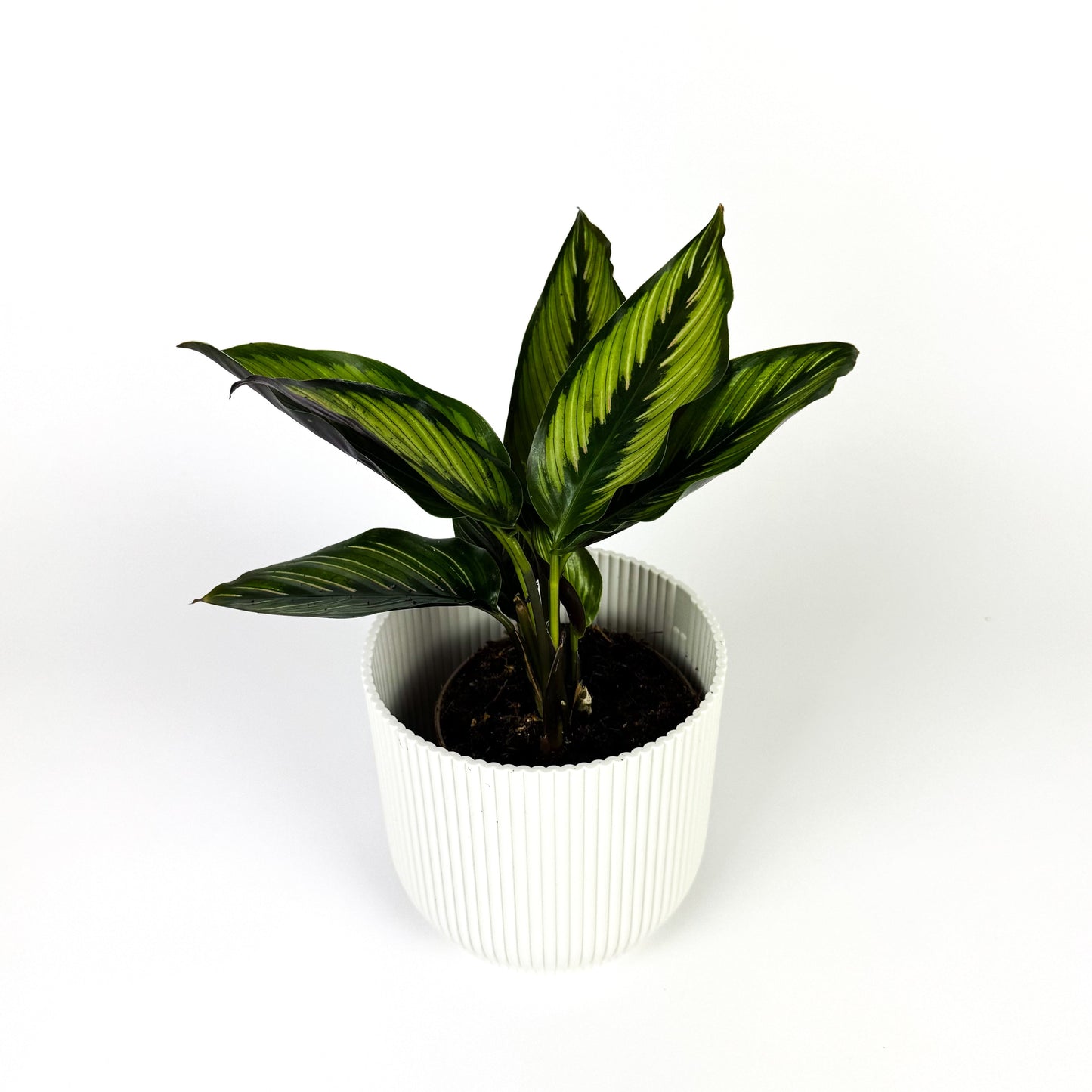 Calathea Beauty Star 14cm Houseplant