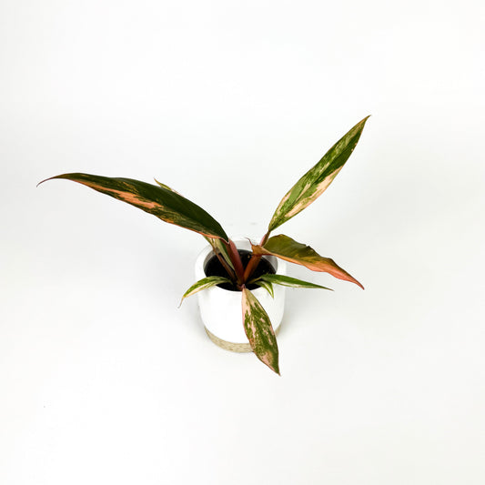 Mini Philodendron Caramel Marble 6cm Houseplant