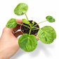 Mini plants Bundle - 6cm Plants