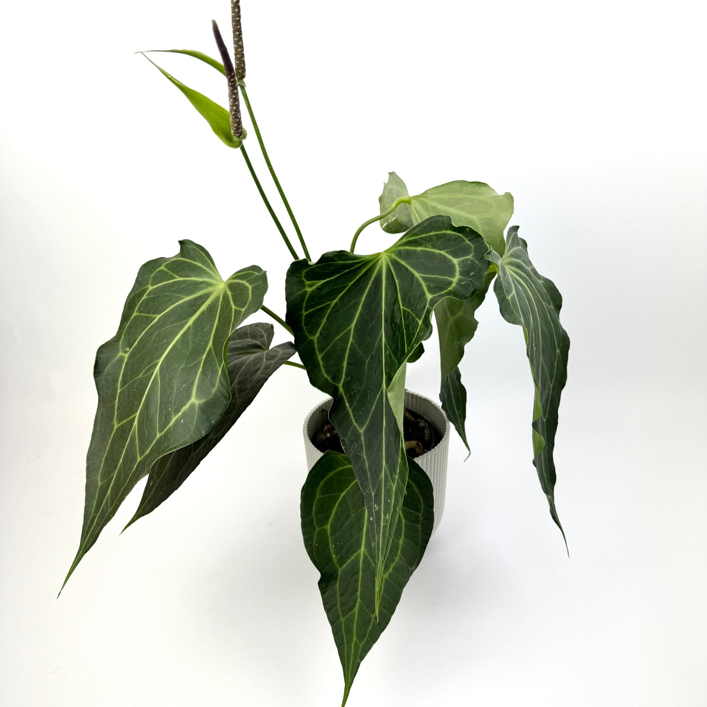 Anthurium Delta Force