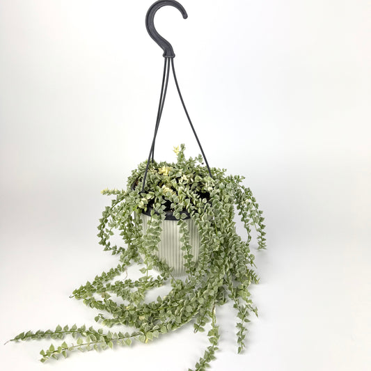 Dischidia Ruscifolia Variegata